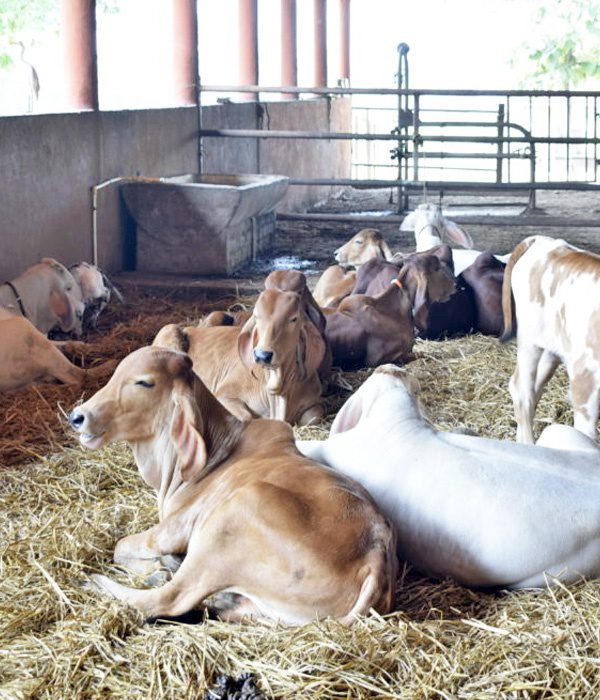 Govardhan-Goshala-600x700
